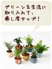 グリーンを生活に取り入れて癒し度アップ