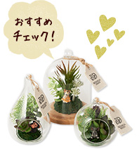 おすすめチェック