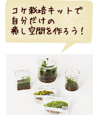 コケ栽培キットで自分だけの癒し空間を作ろう