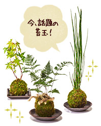 話題の苔玉