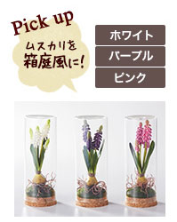 ムスカリを箱庭風に！