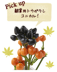 Pick up 観賞用トウガラシコニカル！
