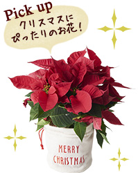Pick up クリスマスにぴったりのお花！
