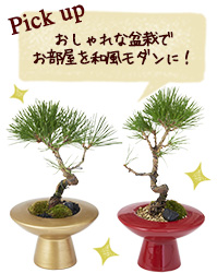 Pick up おしゃれな盆栽でお部屋を和風モダンに！