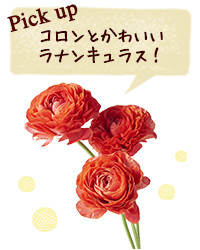Pick up コロンとかわいいラナンキュラス！