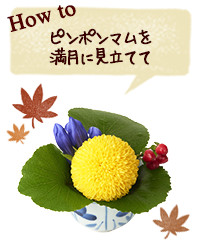 How to ピンポンマムを満月に見立てて