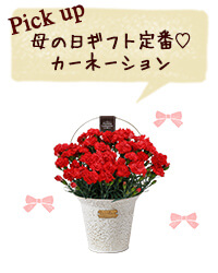 Pick up 母の日ギフト定番♡カーネーション