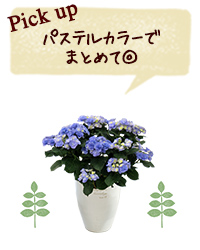 Pick up パステルカラーでまとめて◎