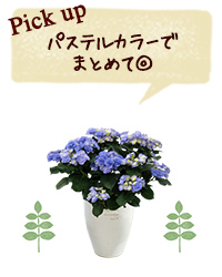 Pick up パステルカラーでまとめて◎
