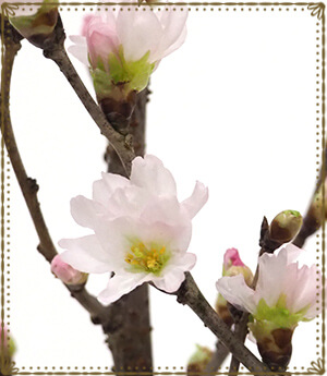 お家でお花見気分！