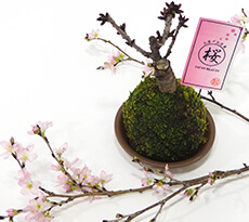 桜を育てる